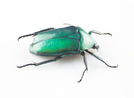 The green scarab isolated in white background