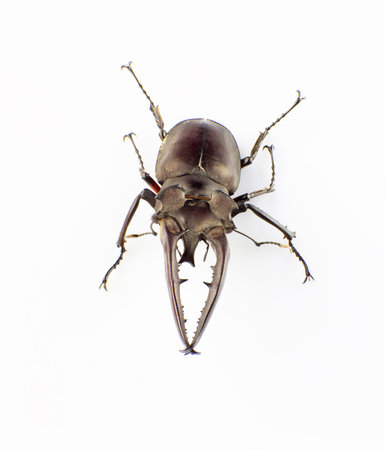 The Lucanus isolated on a white background