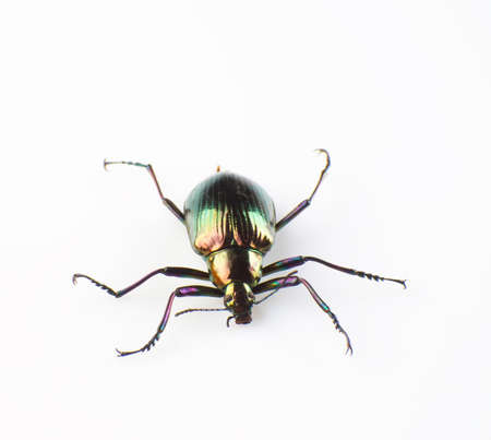 Ground beetle isolated on a white backgroundの写真素材