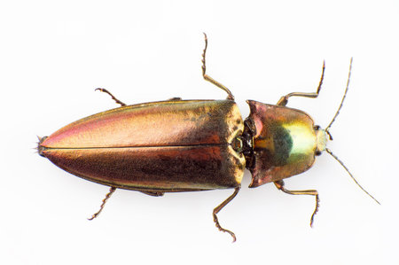 The buprestid beetle isolated on a white background