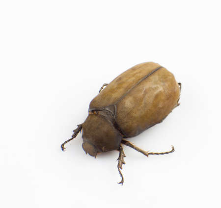 The Holotrichia diomphalia Bates isolated on a white backgroundの写真素材