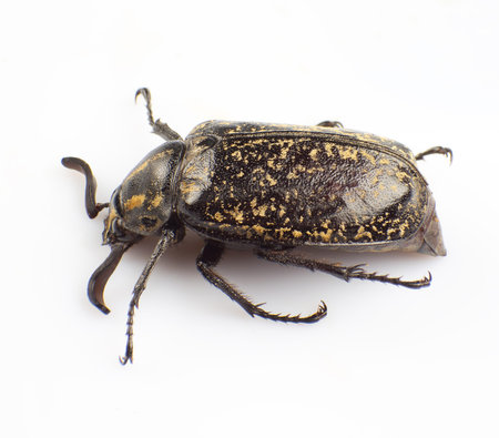 The Macular beetle isolated on a white background