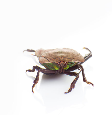 The stink bug isolated on white background