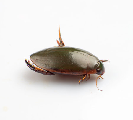 Water beetle isolated on a white background