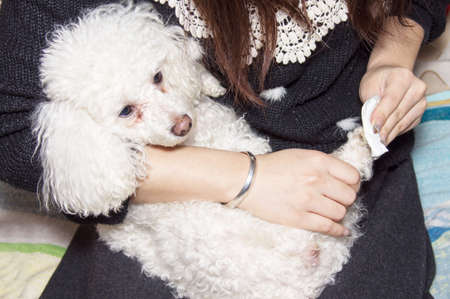 The girls rub Poodle feet.の写真素材