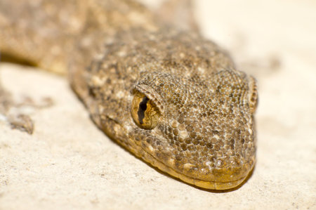 The gecko eyes of close-upの写真素材