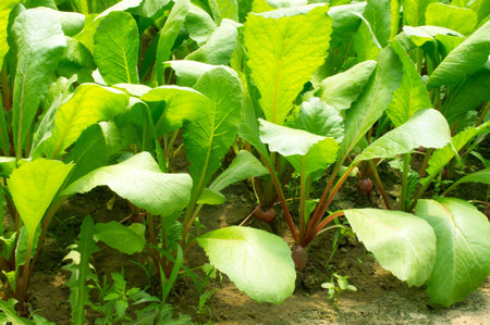 Close-up of radish leaves in the vegetable garden