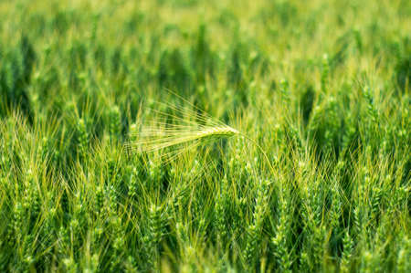 Organic green wheat close upの写真素材