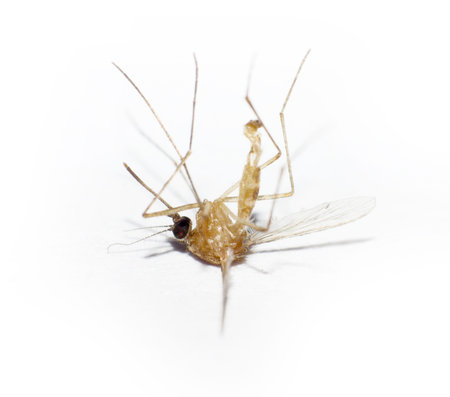 The one dead mosquito isolated on whiteの写真素材