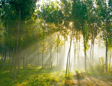 Sunset in park, with the young trees and green grass