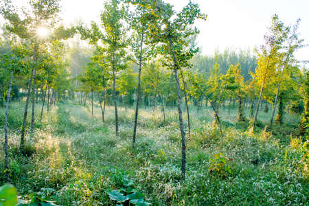Sunset in park, with the young trees and green grassの写真素材