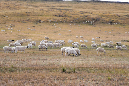 Flock of sheep grazing on a field in the countryside of Neimengguの写真素材