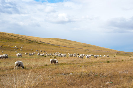 Flock of sheep grazing on a field in the countryside of Neimengguの写真素材