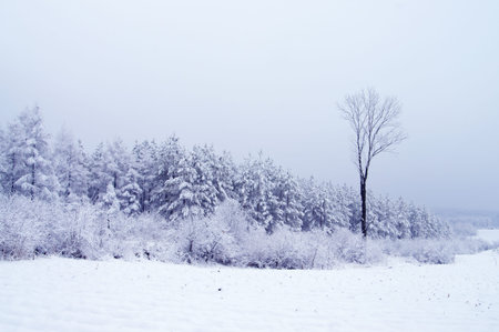 Trees with snow in winter park. Outdoor mist heavy weather 