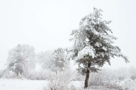 Trees with snow in winter park. Outdoor mist heavy weather の写真素材