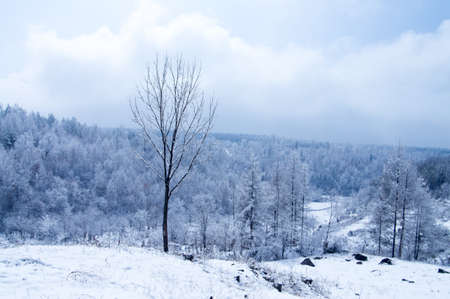 The trees growing in wood in a winter season .trees are covered by snowの写真素材