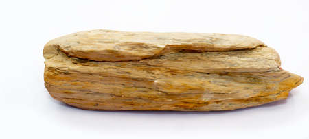 Petrified wood isolated on a white background.の写真素材