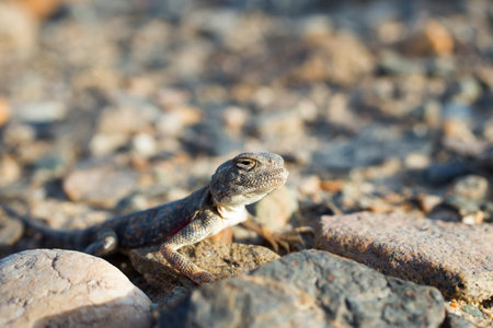 A lizard suns itself on a rock