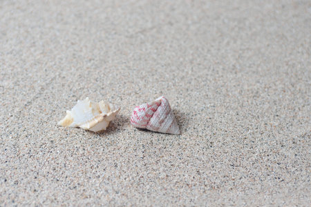 shells on sand beachの写真素材