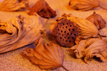 Dried leaves and seedpod of the Lotus in the sandの写真素材