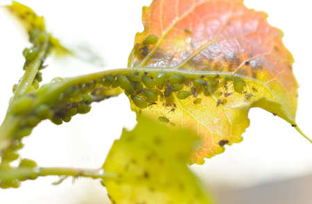 Many aphids gathered on the poplar leavesの写真素材