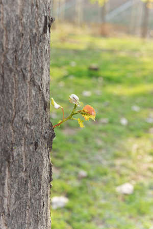 Many aphids gathered on the poplar leavesの写真素材