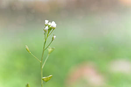 Closeup of white flower blooms in spring meadows.の写真素材