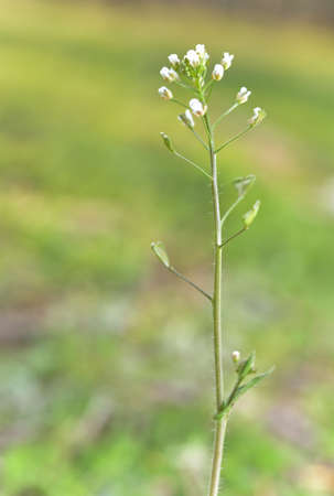 Closeup of white flower blooms in spring meadows.の写真素材