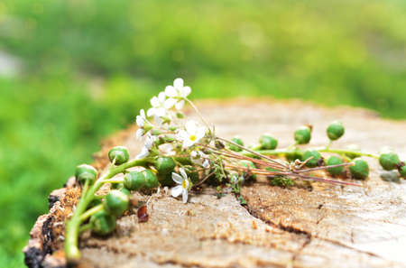 flowers on the tree stumpの写真素材