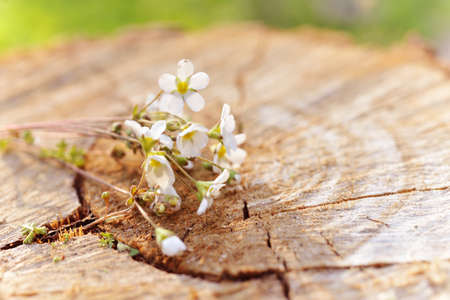 flowers on the tree stumpの写真素材