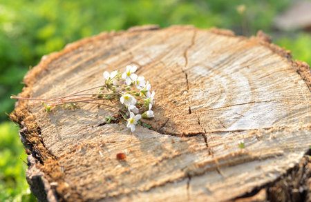 flowers on the tree stumpの写真素材