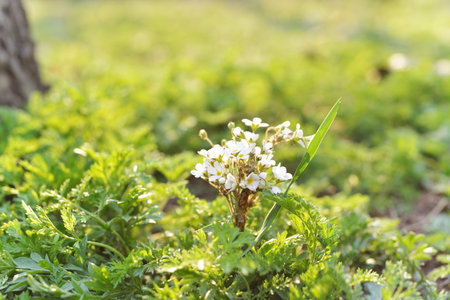 Floral background of white wild flowers close upの写真素材