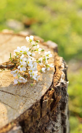 Bouquet of wild flowers in the stump, Sunrise natural lightの写真素材