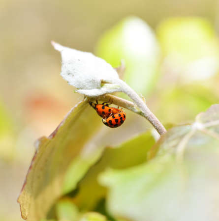 Spring green plants and ladybug macroの写真素材