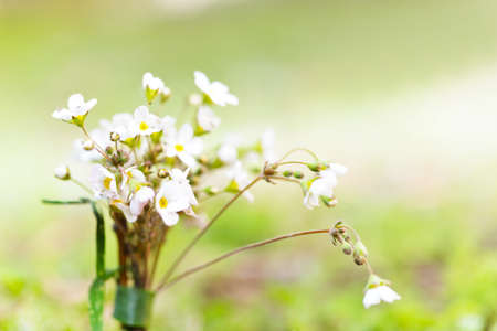 Fresh wildflowers over colorful background. Spring or summer floral backgroundの写真素材