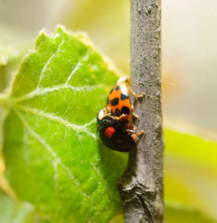 Two ladybirdの写真素材