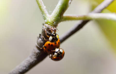 Two ladybirdの写真素材