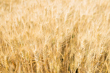 Golden ear of wheat against the background to other earsの写真素材