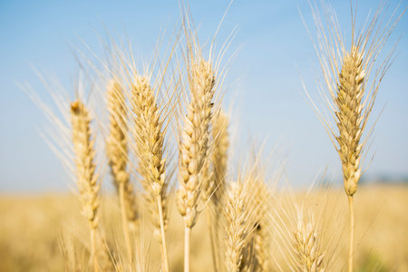 Close up view of wheat
