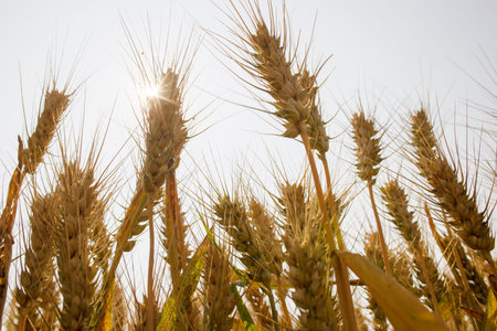 Mature wheat ears in the summer light