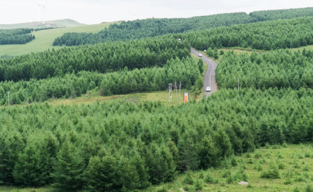 Asphalt Road Through summer Trees Woods Forest In Sunny Day.の写真素材