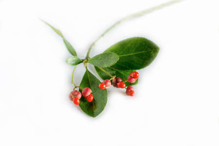 Holly and berries on a white backgroundの写真素材