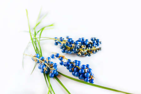 Ophiopogon japonicus leaves and blue fruit isolated on a white background.の写真素材