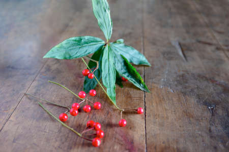 Close up of Myrsinaceae leaves and berriesの写真素材