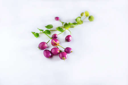 Lobelia angulata leaves and fruit isolated on a white background.の写真素材