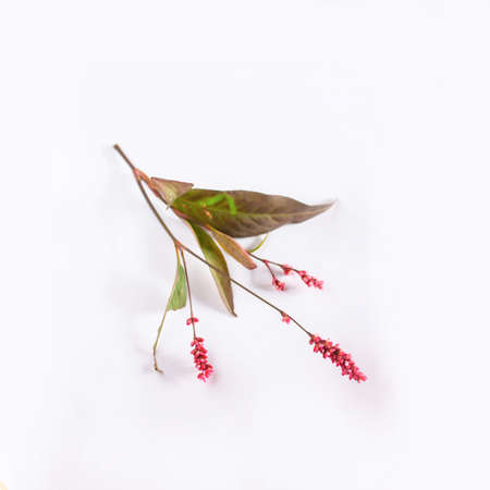 A bouquet of wildflowers isolated on a white backgroundの写真素材