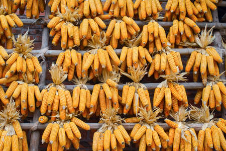Maize cob Hanging in the granaryの写真素材
