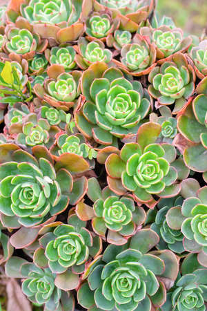 Close up beautiful succulent garden potted plantsの写真素材