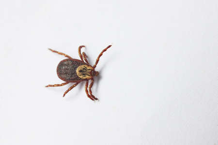 The tick crawls on a white backgroundの写真素材