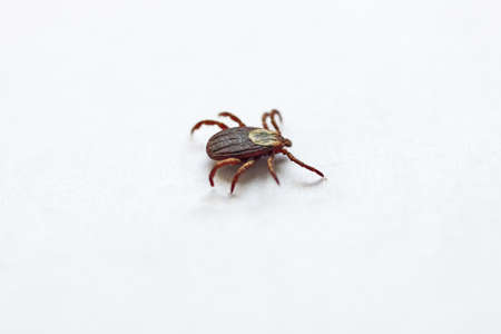 The tick crawls on a white backgroundの写真素材